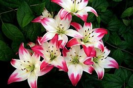 Image result for Stargazer Lily Black and White