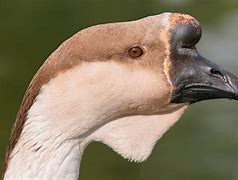 Image result for African Grey Goose