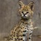 Image result for Serval Cat Lynx