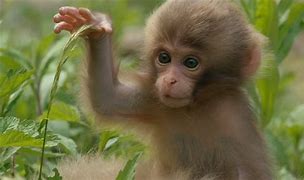 Image result for Monkey Koki