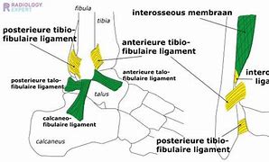 Image result for Interosseous Ligament