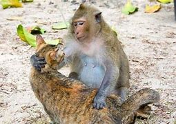 Image result for Monkey Riding Cat