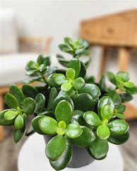 Image result for Baby Jade Plant