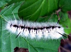 Image result for Hickory Tussock Moth Pupa