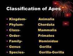 Image result for Ape Species List