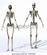 Image result for Male and Female Bone Identification