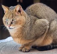 Image result for Large House Cats