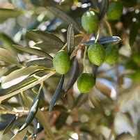 Image result for Mission Olive Tree