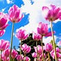 Image result for Spring Tulips