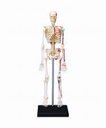 Image result for Human Skeleton Anatomy Kit