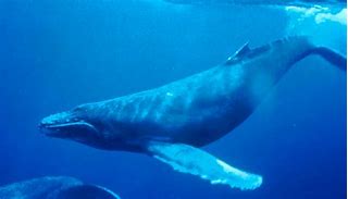 Image result for Whale China