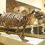 Image result for Giant Ground Sloth Skeleton