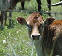 Image result for Bos Taurus Male