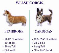 Image result for Corgis in Jeans