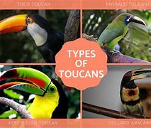 Image result for Toucan Species Chart