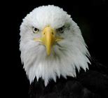 Image result for Eagle Eye Meme