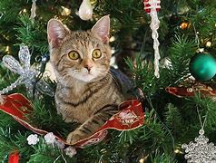 Image result for Cat Inside Christmas Tree