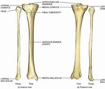 Image result for Long Skinny Bone Under Knee Cap