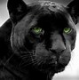 Image result for Jaguar Panthera