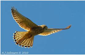 Image result for Kestrel Hunting