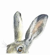 Image result for Black-eared Hare