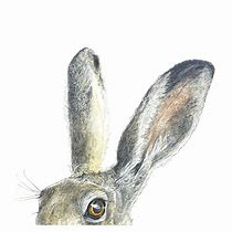 Image result for Hare Ears