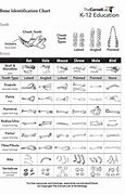 Image result for Rodent Bone Identification Chart