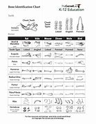 Image result for Bone Identification Separate