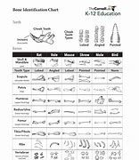 Image result for Male and Female Bone Identification