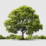 Image result for PSD Tree White