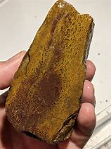 Image result for Dinosaur Bone Jasper