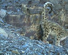 Image result for Snow Leopard Prey