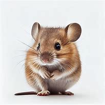 Image result for Fancy Mouse White Background