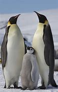 Image result for Emo Penguin