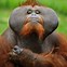 Image result for Orangutan Picture Funny Monkey