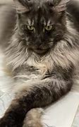 Image result for Person Holding Maine Coon Cat