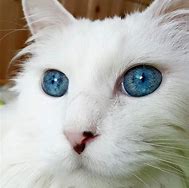 Image result for Most Beautiful Cat Eyes