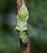 Image result for Pupa Chrysalis Cocoon Fail