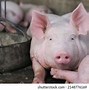 Image result for Smiling Pig Face