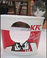 Image result for Kentucky Fried Cat