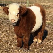 Image result for Prid Cattle