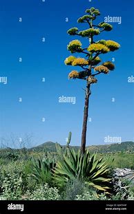 Image result for Agave Plant in Bloom