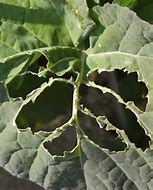 Image result for Bugs Eating Holes in Leaves