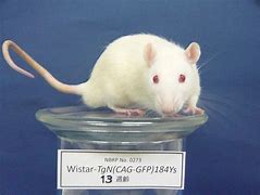 Image result for Wistar Rats