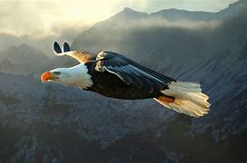 Image result for Eagle Perspective