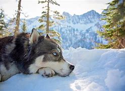 Image result for Proud Husky in the Snow