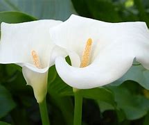 Image result for Calla Lily Flower Care