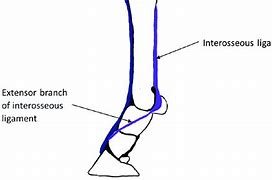 Image result for Interosseous Ligament