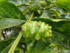 Image result for Noni Morinda Citrifolia