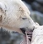 Image result for Royalty Free Polar Bears Protecting Cubs